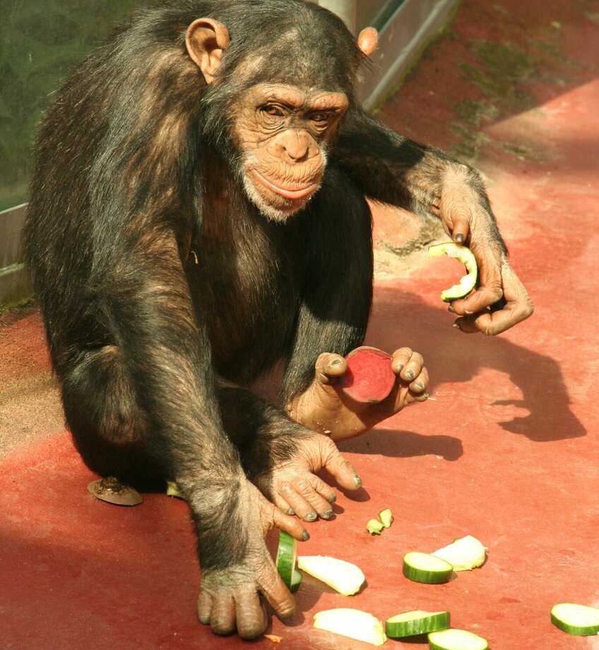 chimpansee krijgt voeding